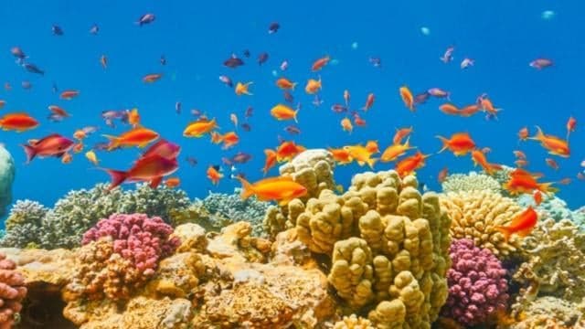 ПРОМО оферти за Шарм ел Шейх – All Inclusive почивка с полет от София