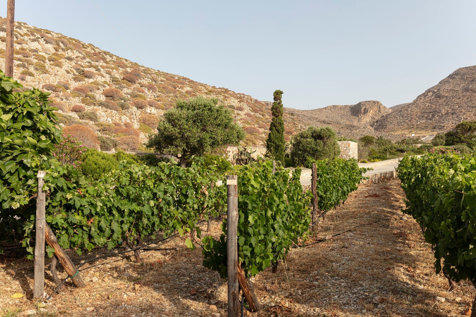 ANEMI Folegandros