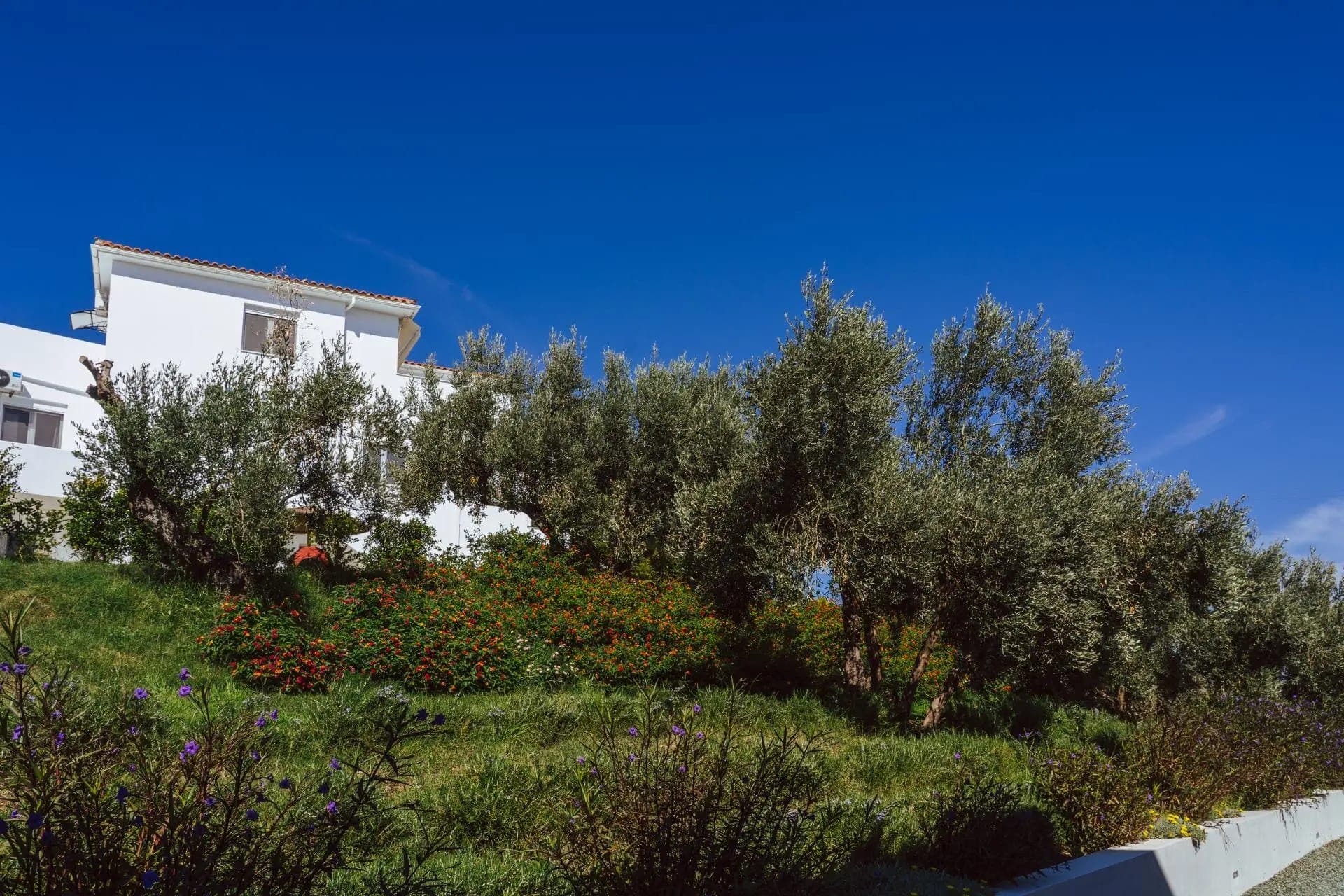 Cape Blue Suites