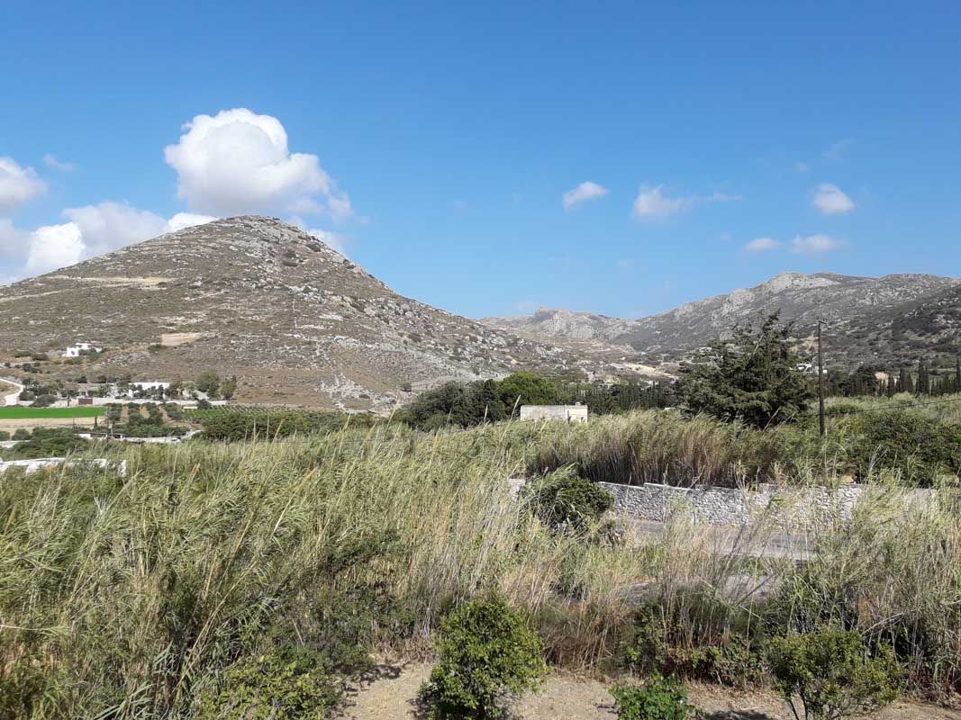 Naxos Olive & Home