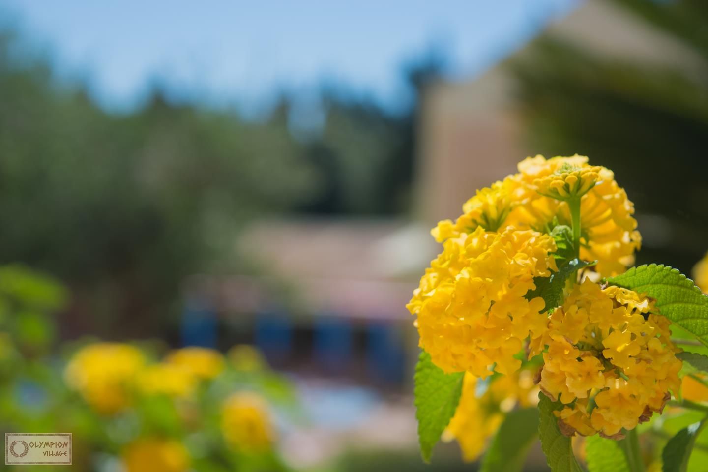 Olympion Village Corfu