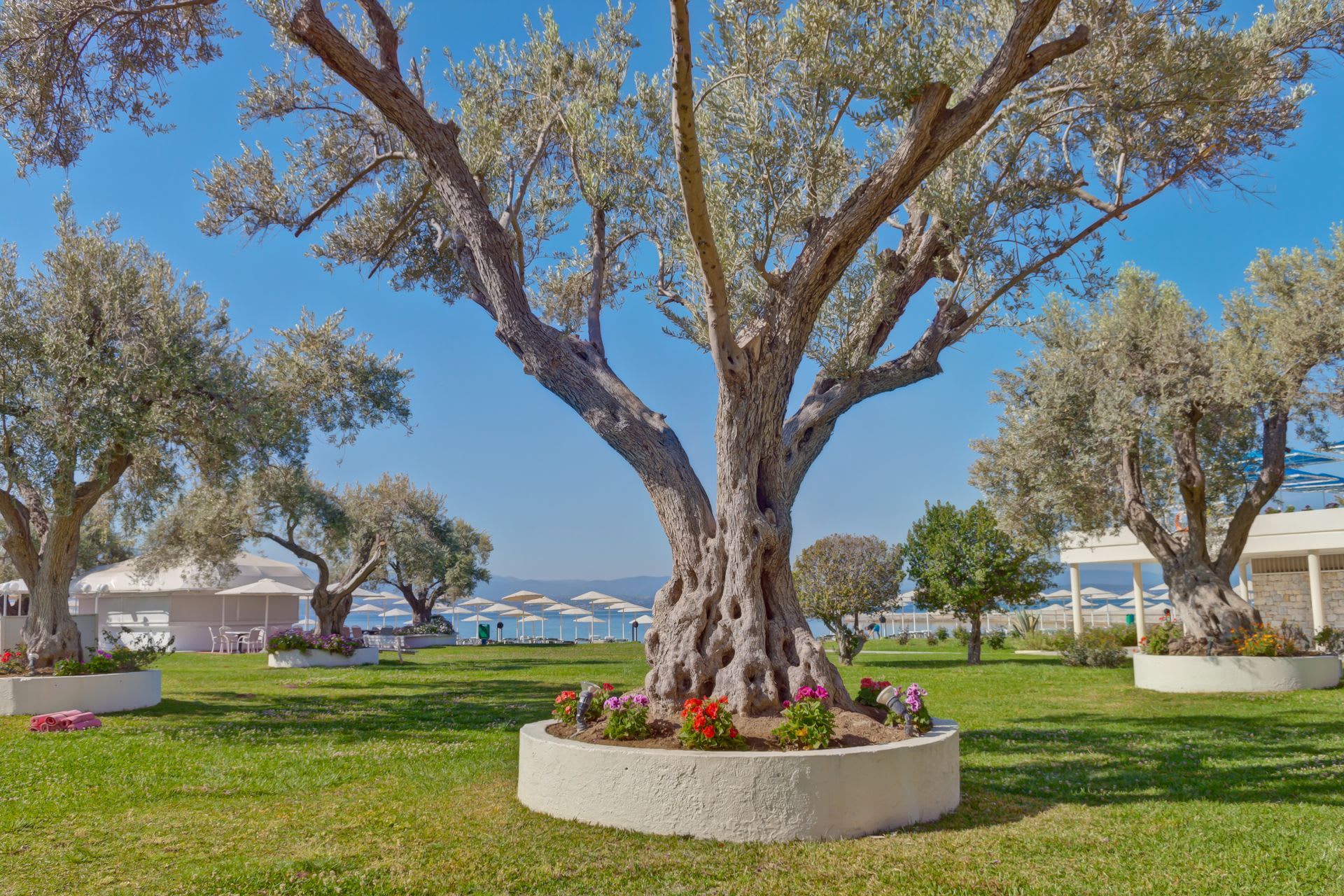 Palmariva Beach Hotel by Anayia All Inclusive Resorts